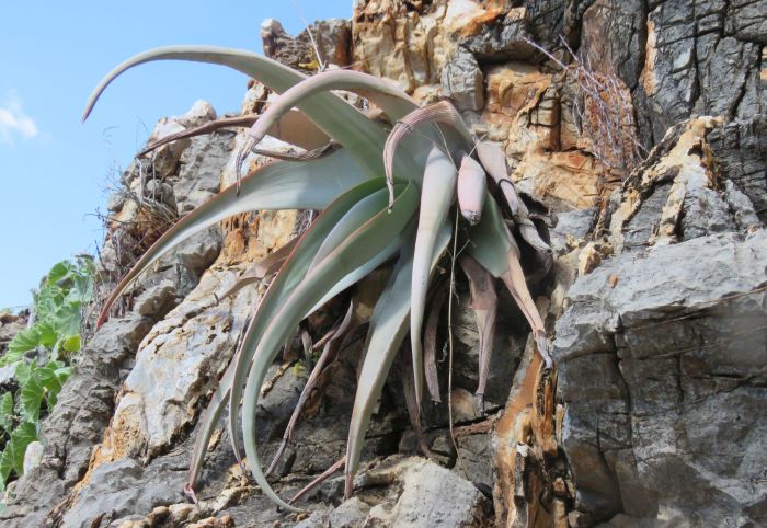 Aloe corallina | PlantZAfrica